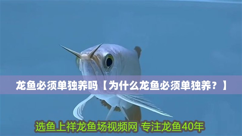 龍魚必須單獨(dú)養(yǎng)嗎【為什么龍魚必須單獨(dú)養(yǎng)？】