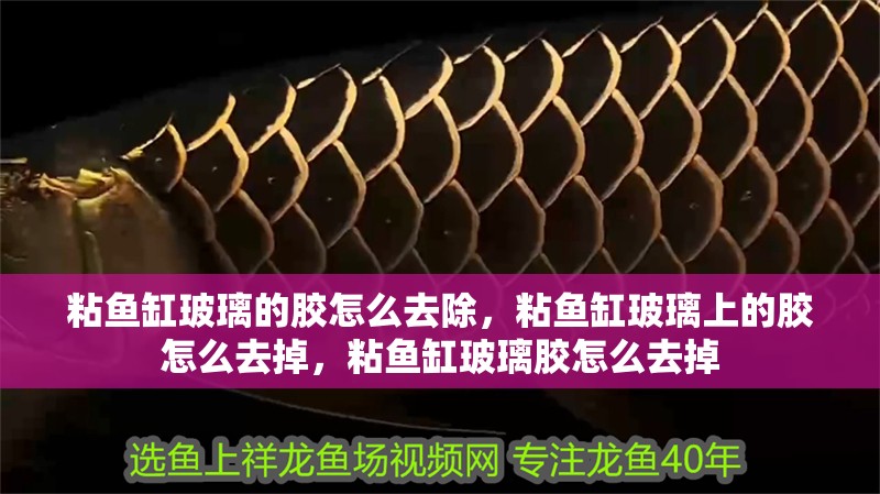 粘魚(yú)缸玻璃的膠怎么去除，粘魚(yú)缸玻璃上的膠怎么去掉，粘魚(yú)缸玻璃膠怎么去掉