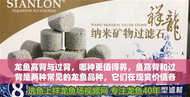 龍魚高背與過背，哪種更值得養，魚高背和過背是兩種常見的龍魚品種，它們在觀賞價值各有特點