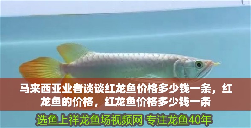 馬來西亞業者談談紅龍魚價格多少錢一條，紅龍魚的價格，紅龍魚價格多少錢一條