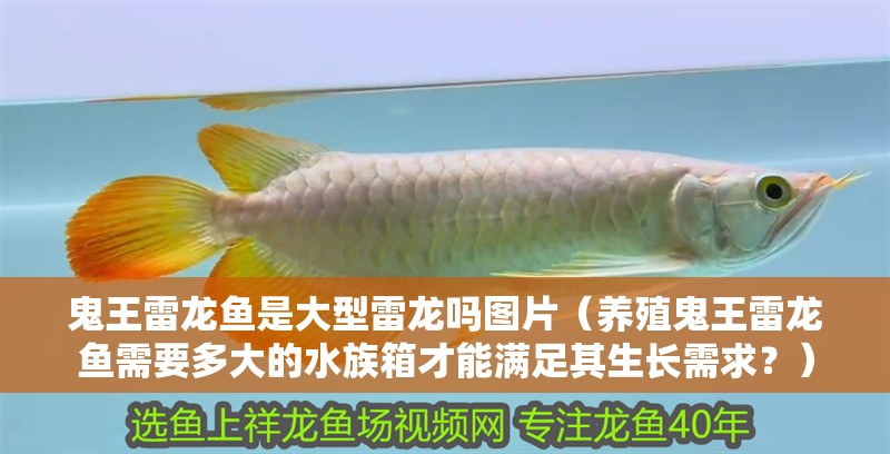 鬼王雷龍魚是大型雷龍嗎圖片（養殖鬼王雷龍魚需要多大的水族箱才能滿足其生長需求？）