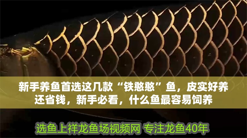 新手養魚首選這幾款“鐵憨憨”魚，皮實好養還省錢，新手必看，什么魚最容易飼養