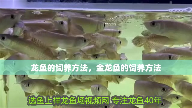 龍魚的飼養方法，金龍魚的飼養方法