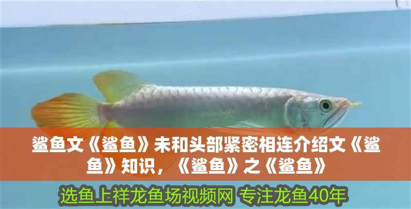 鯊魚文《鯊魚》未和頭部緊密相連介紹文《鯊魚》知識，《鯊魚》之《鯊魚》