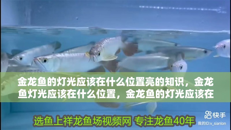 金龍魚的燈光應該在什么位置亮的知識，金龍魚燈光應該在什么位置，金龍魚的燈光應該在什么位置亮