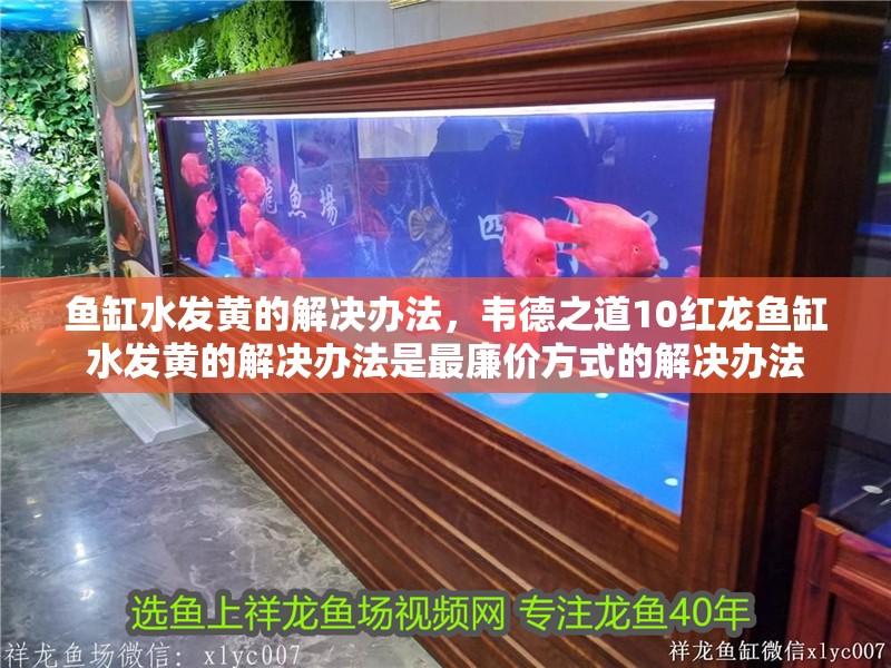 魚缸水發黃的解決辦法，韋德之道10紅龍魚缸水發黃的解決辦法是最廉價方式的解決辦法
