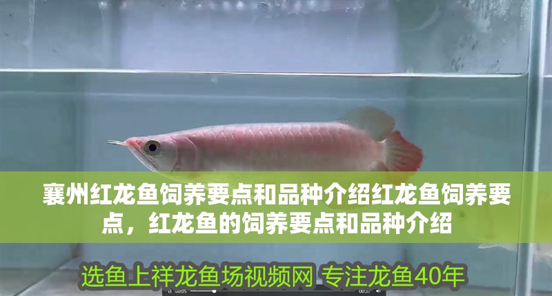 襄州紅龍魚飼養要點和品種介紹紅龍魚飼養要點，紅龍魚的飼養要點和品種介紹