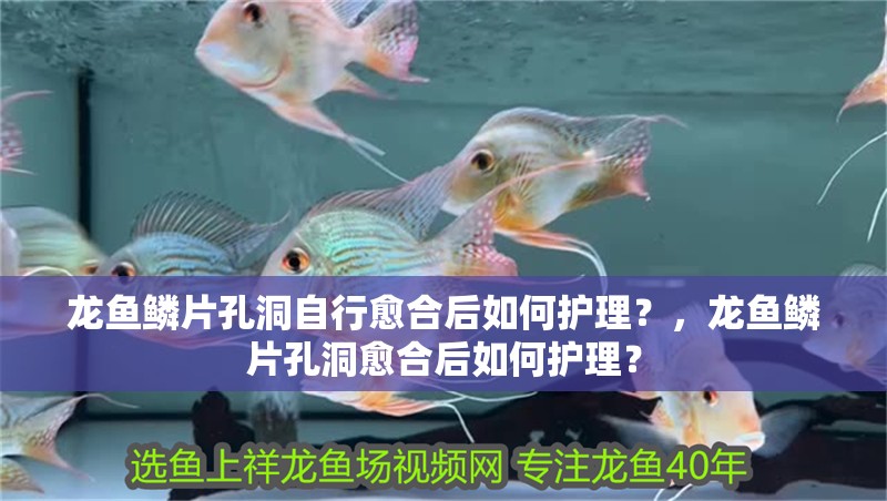 龍魚鱗片孔洞自行愈合后如何護理？，龍魚鱗片孔洞愈合后如何護理？