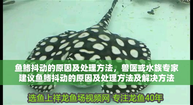 龍魚干蝦有營養嗎 魚鰭抖動的原因及處理方法,獸醫或水族專家建議魚鰭抖動的原因及處理方法及解決方法 龍魚百科 魚鰭抖動的原因及處理方法,獸醫或水族專家建議魚鰭抖動的原因及處理方法及解決方法 魚鰭抖動的原因及處理方法,獸醫或水族專家建議魚鰭抖動的原因及處理方法及解決方法 龍魚百科