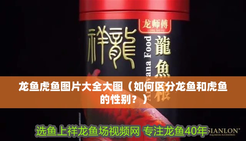 龍魚虎魚圖片大全大圖（如何區分龍魚和虎魚的性別？）