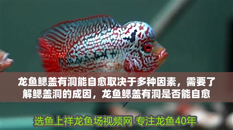 龍魚鰓蓋有洞能自愈取決于多種因素，需要了解鰓蓋洞的成因，龍魚鰓蓋有洞是否能自愈