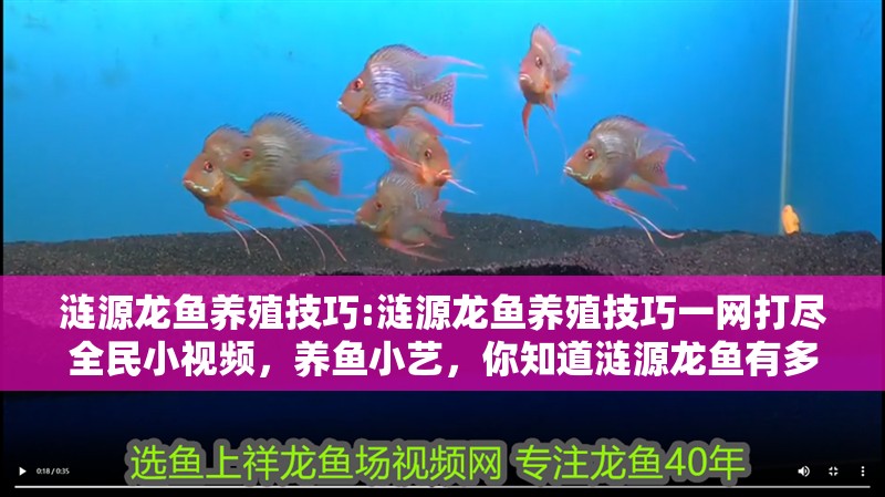 漣源龍魚養殖技巧:漣源龍魚養殖技巧一網打盡全民小視頻，養魚小藝，你知道漣源龍魚有多少個品種可為漁業