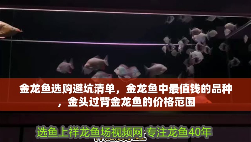 金龍魚選購避坑清單，金龍魚中最值錢的品種，金頭過背金龍魚的價格范圍