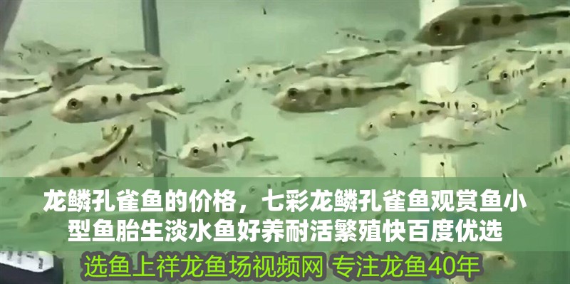 龍鱗孔雀魚的價格，七彩龍鱗孔雀魚觀賞魚小型魚胎生淡水魚好養耐活繁殖快百度優選