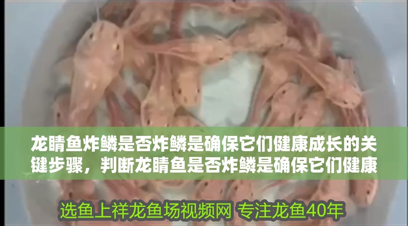 龍睛魚炸鱗是否炸鱗是確保它們健康成長的關鍵步驟，判斷龍睛魚是否炸鱗是確保它們健康成長的關鍵步驟