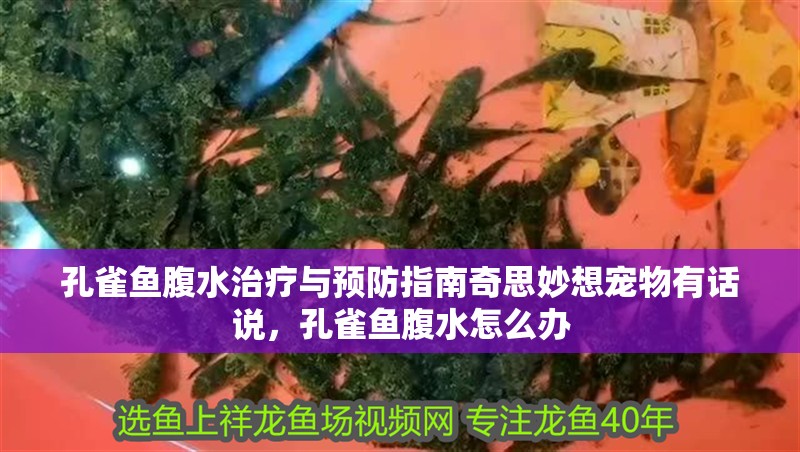 孔雀魚腹水治療與預防指南奇思妙想寵物有話說，孔雀魚腹水怎么辦