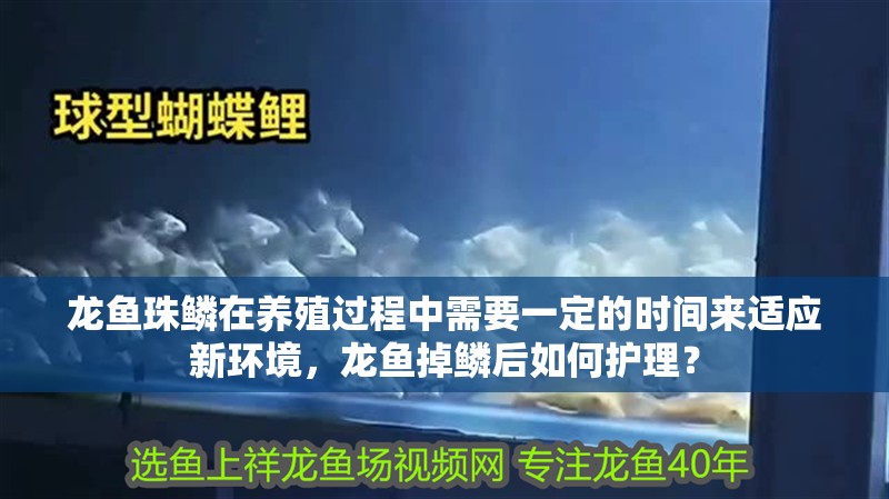 龍魚珠鱗在養(yǎng)殖過程中需要一定的時(shí)間來適應(yīng)新環(huán)境，龍魚掉鱗后如何護(hù)理？