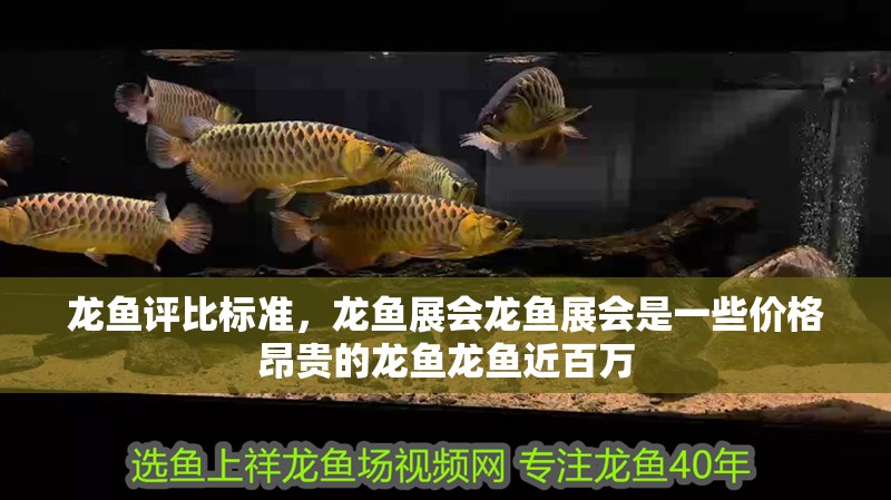 龍魚評比標準，龍魚展會龍魚展會是一些價格昂貴的龍魚龍魚近百萬
