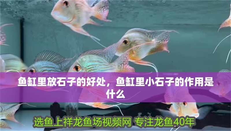 魚(yú)缸里放石子的好處，魚(yú)缸里小石子的作用是什么 魚(yú)缸里放石子的好處，魚(yú)缸里小石子的作用是什么 觀賞魚(yú)百科 第2張