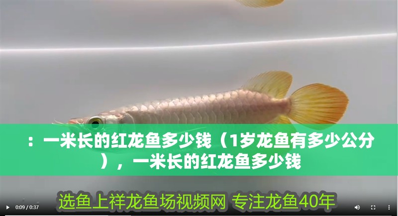 ：一米長的紅龍魚多少錢（1歲龍魚有多少公分），一米長的紅龍魚多少錢 ：一米長的紅龍魚多少錢（1歲龍魚有多少公分），一米長的紅龍魚多少錢 觀賞魚百科