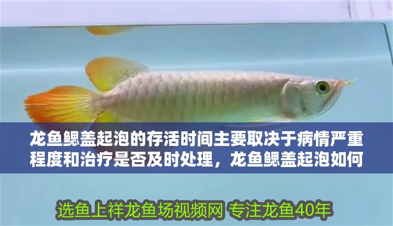 龍魚鰓蓋起泡的存活時間主要取決于病情嚴重程度和治療是否及時處理，龍魚鰓蓋起泡如何治療，龍魚水泡病的詳細治療步驟清單