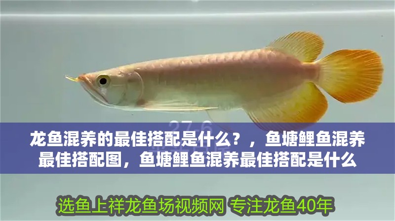 龍魚混養的最佳搭配是什么?,魚塘鯉魚混養最佳搭配圖,魚塘鯉魚混養最佳搭配是什么 觀賞魚百科 第2張 龍魚混養的最佳搭配是什么?,魚塘鯉魚混養最佳搭配圖,魚塘鯉魚混養最佳搭配是什么 龍魚混養的最佳搭配是什么?,魚塘鯉魚混養最佳搭配圖,魚塘鯉魚混養最佳搭配是什么 觀賞魚百科 第2張