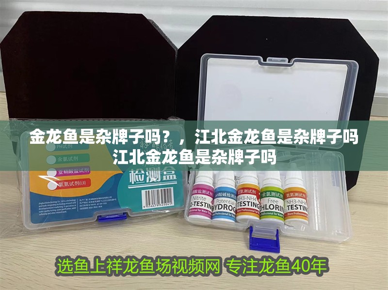 金龍魚是雜牌子嗎？，江北金龍魚是雜牌子嗎江北金龍魚是雜牌子嗎
