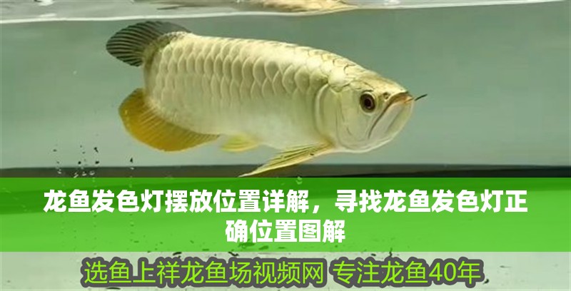 龍魚發色燈擺放位置詳解，尋找龍魚發色燈正確位置圖解