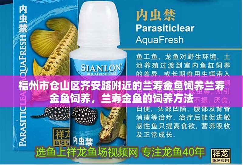 福州市倉山區齊安路附近的蘭壽金魚飼養蘭壽金魚飼養，蘭壽金魚的飼養方法