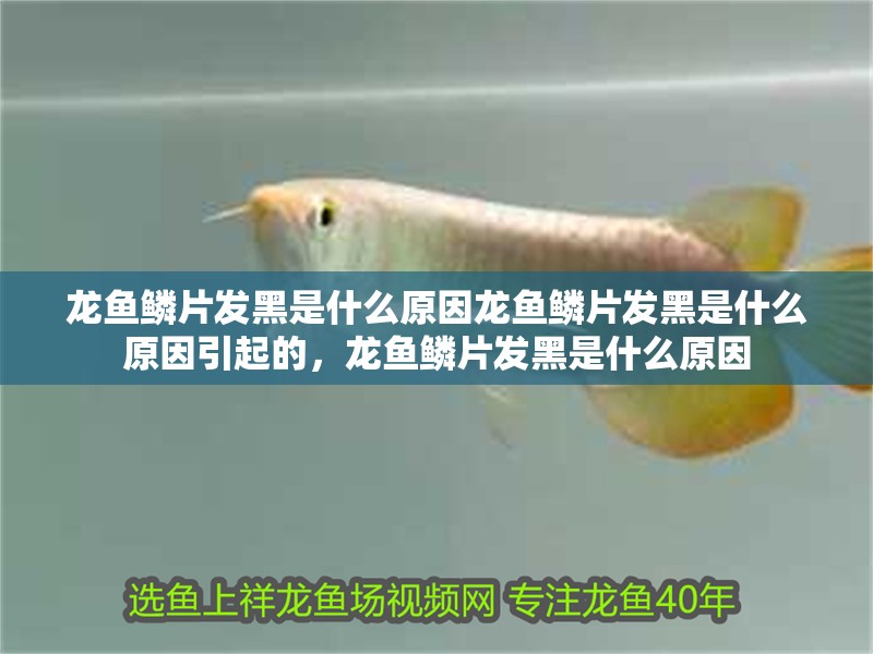 龍魚鱗片發(fā)黑是什么原因龍魚鱗片發(fā)黑是什么原因引起的，龍魚鱗片發(fā)黑是什么原因