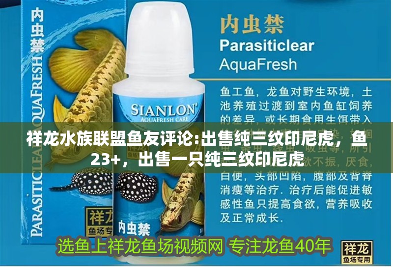 祥龍水族聯盟魚友評論:出售純三紋印尼虎，魚23+，出售一只純三紋印尼虎