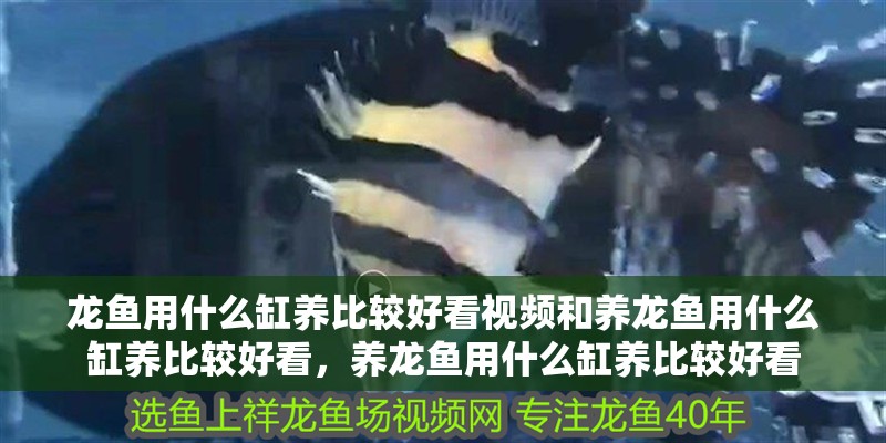 龍魚用什么缸養比較好看視頻和養龍魚用什么缸養比較好看，養龍魚用什么缸養比較好看