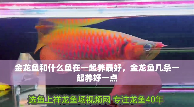 金龍魚和什么魚在一起養最好，金龍魚幾條一起養好一點