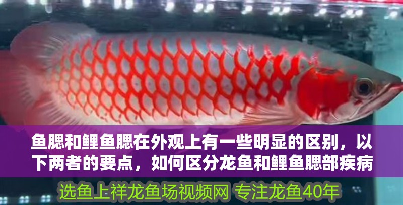 魚腮和鯉魚腮在外觀上有一些明顯的區別，以下兩者的要點，如何區分龍魚和鯉魚腮部疾病