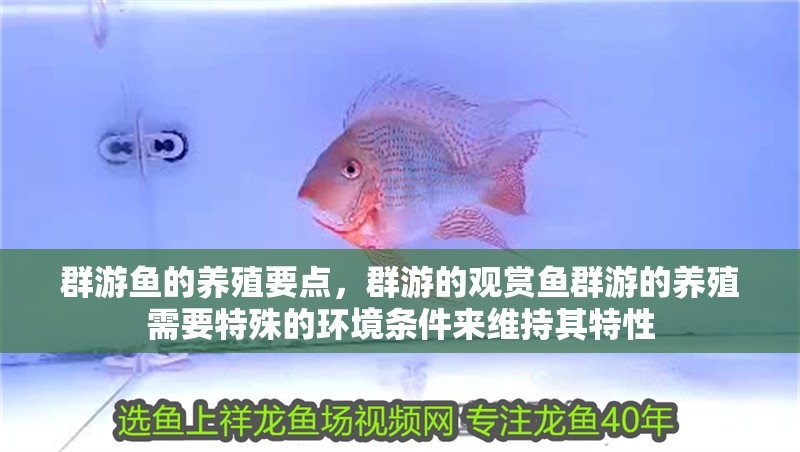 群游魚的養殖要點，群游的觀賞魚群游的養殖需要特殊的環境條件來維持其特性