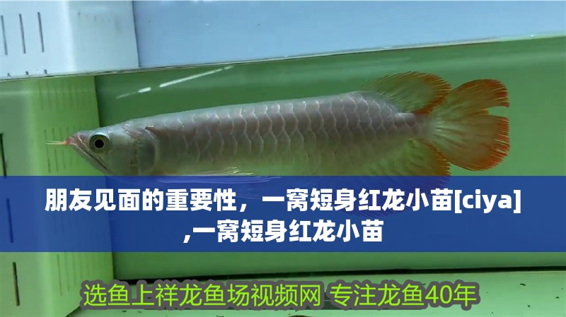 朋友見面的重要性，一窩短身紅龍小苗[ciya],一窩短身紅龍小苗