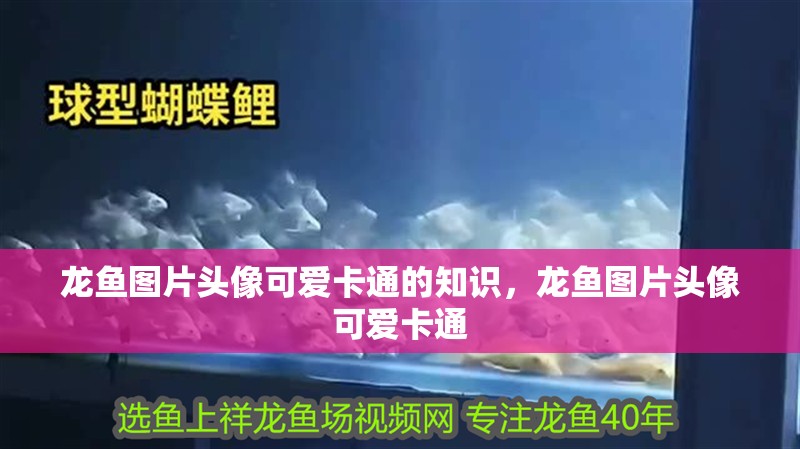龍魚圖片頭像可愛卡通的知識(shí)，龍魚圖片頭像可愛卡通