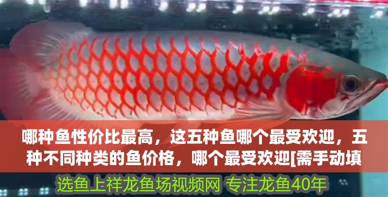 哪種魚性價比最高，這五種魚哪個最受歡迎，五種不同種類的魚價格，哪個最受歡迎[需手動填充]鲅魚有哪些家常做法