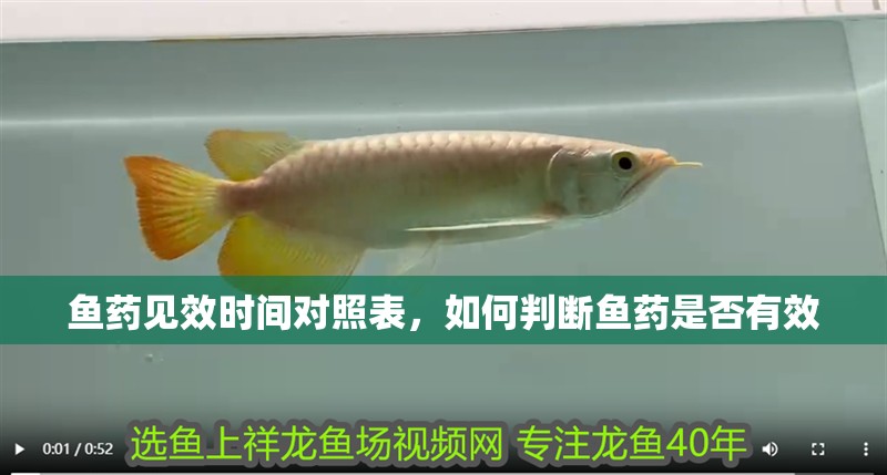 魚藥見效時間對照表，如何判斷魚藥是否有效