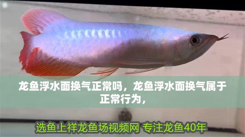 龍魚浮水面換氣正常嗎，龍魚浮水面換氣屬于正常行為，