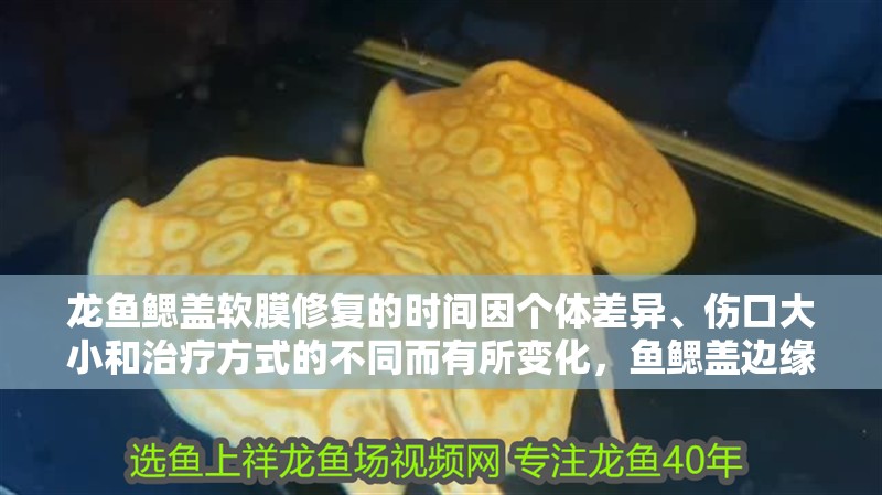 龍魚鰓蓋軟膜修復的時間因個體差異、傷口大小和治療方式的不同而有所變化，魚鰓蓋邊緣軟膜修復期間需要什么護理？