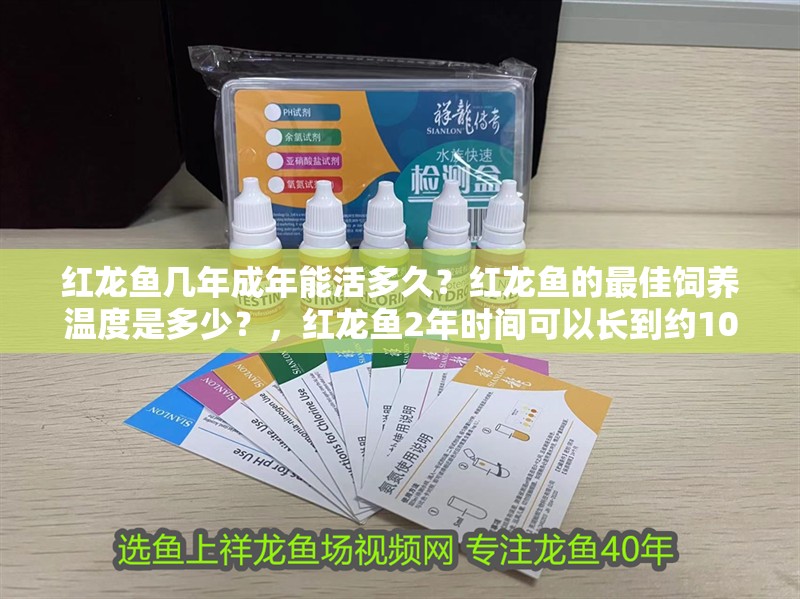 紅龍魚幾年成年能活多久？紅龍魚的最佳飼養(yǎng)溫度是多少？，紅龍魚2年時(shí)間可以長(zhǎng)到約10-15厘米的長(zhǎng)度