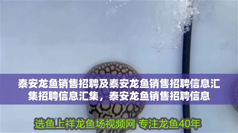 泰安龍魚銷售招聘及泰安龍魚銷售招聘信息匯集招聘信息匯集，泰安龍魚銷售招聘信息