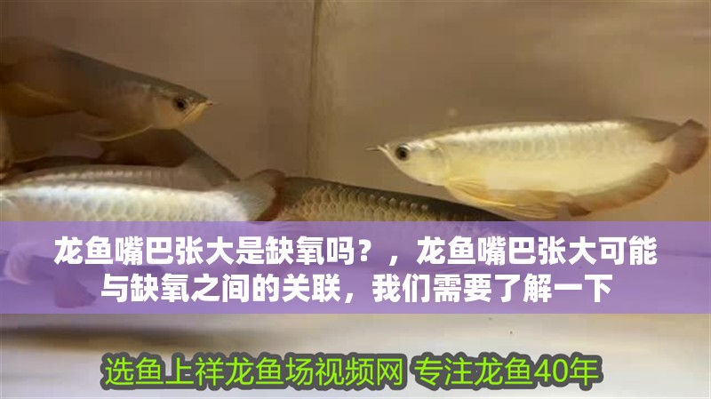 龍魚嘴巴張大是缺氧嗎？，龍魚嘴巴張大可能與缺氧之間的關聯，我們需要了解一下