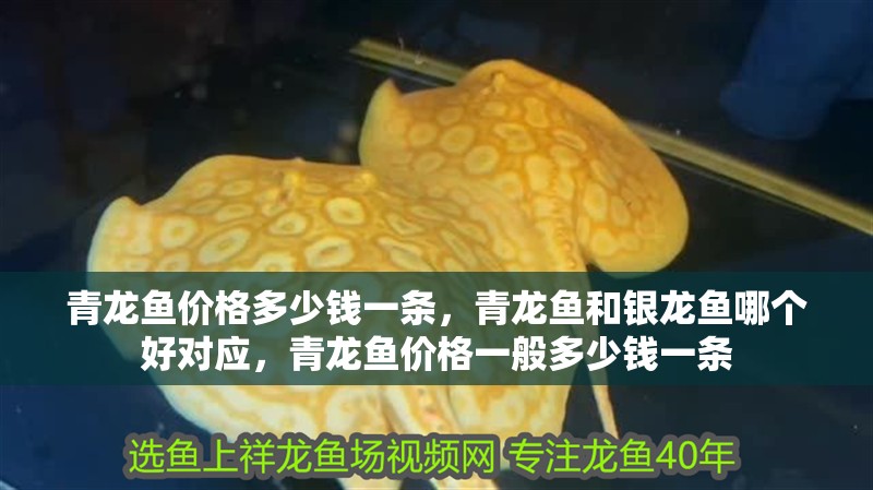 青龍魚價格多少錢一條，青龍魚和銀龍魚哪個好對應(yīng)，青龍魚價格一般多少錢一條