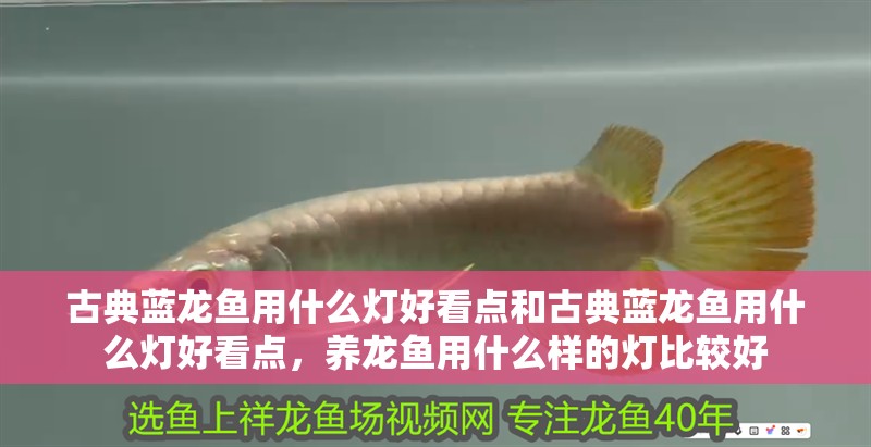 古典藍龍魚用什么燈好看點和古典藍龍魚用什么燈好看點，養龍魚用什么樣的燈比較好