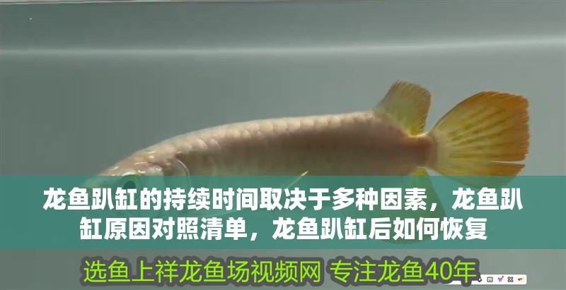 龍魚趴缸的持續時間取決于多種因素，龍魚趴缸原因對照清單，龍魚趴缸后如何恢復 龍魚趴缸的持續時間取決于多種因素，龍魚趴缸原因對照清單，龍魚趴缸后如何恢復 龍魚百科 第3張