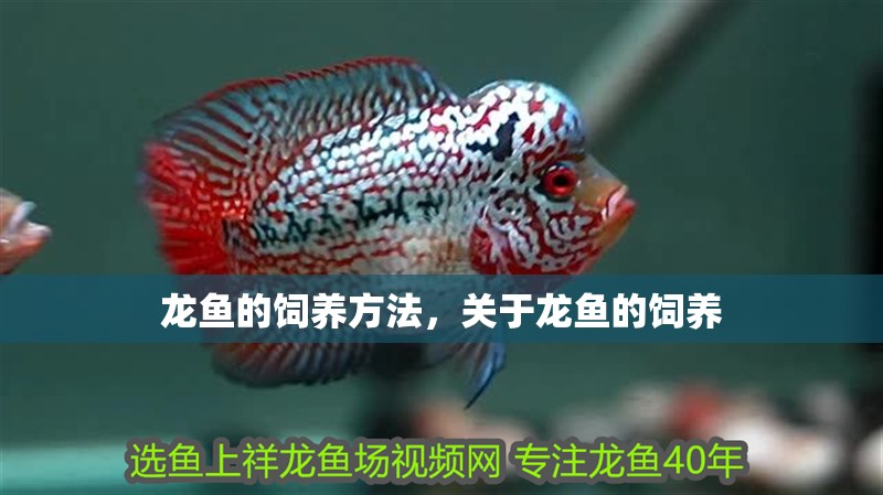 龍魚的飼養(yǎng)方法，關(guān)于龍魚的飼養(yǎng)