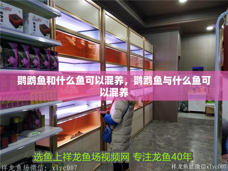 鸚鵡魚和什么魚可以混養(yǎng)，鸚鵡魚與什么魚可以混養(yǎng)