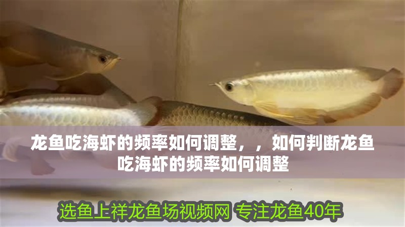 龍魚吃海蝦的頻率如何調整，，如何判斷龍魚吃海蝦的頻率如何調整